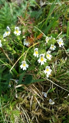 Euphrasia officinalis