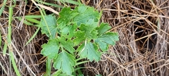 Knowltonia tenuifolia