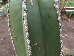 Lophocereus marginatus