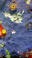 Halisarca caerulea