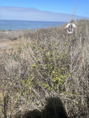 Ceanothus integerrimus