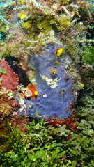 Halisarca caerulea
