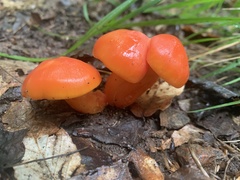 Hygrocybe miniata