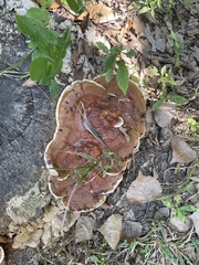 Ganoderma