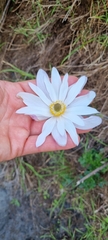 Knowltonia tenuifolia