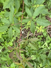 Rubus canadensis