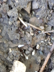 Tetramorium immigrans