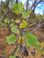 Populus nigra