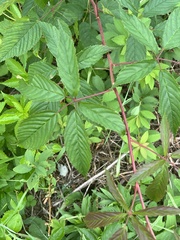 Rubus canadensis