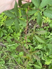 Rubus canadensis