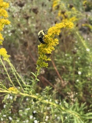 Bombus impatiens