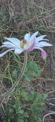 Knowltonia tenuifolia