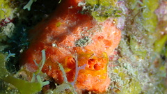 Batzella rubra