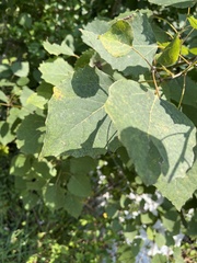Populus grandidentata