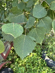 Populus grandidentata