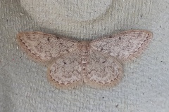 Idaea cervantaria