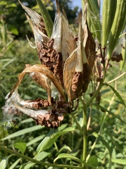 Asclepias incarnata