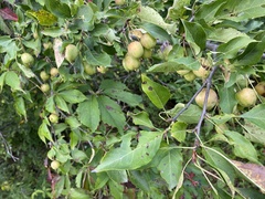 Malus prunifolia