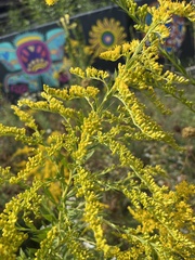 Solidago