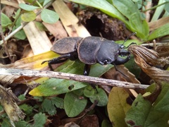 Apterodorcus bacchus