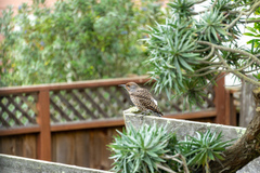 Colaptes auratus cafer