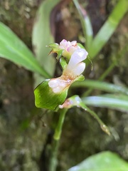 Tradescantia zanonia image