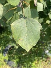 Populus grandidentata