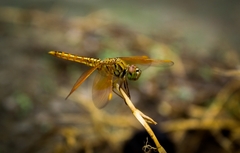 Brachythemis contaminata