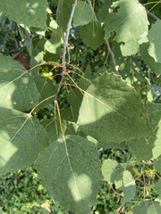 Populus grandidentata