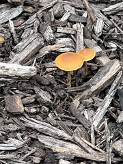 Pluteus chrysophlebius