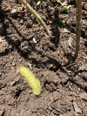 Apatelodes torrefacta