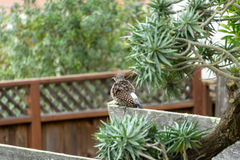 Colaptes auratus cafer