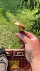 Hortiboletus rubellus