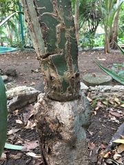 Lophocereus marginatus