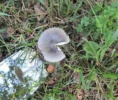 Amanita vaginata