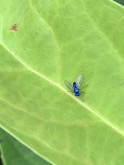 Condylostylus mundus