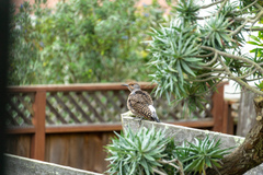 Colaptes auratus cafer