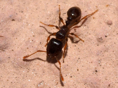 Tetramorium caespitum