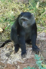 Cercopithecus mitis manyaraensis