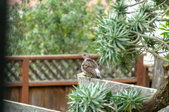 Colaptes auratus cafer