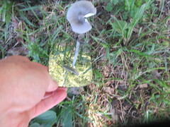 Amanita vaginata