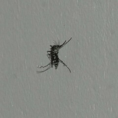 Aedes albopictus