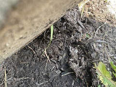 Tetramorium immigrans