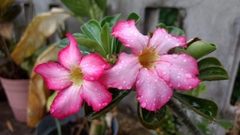 Adenium