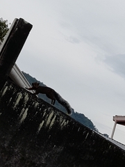 Sciurus variegatoides