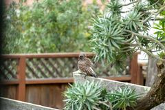 Colaptes auratus cafer