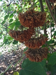 Dombeya wallichii