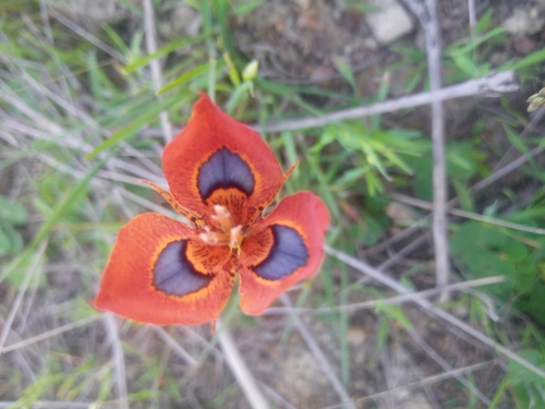 Image of Moraea tulbaghensis by (c) bullwooding, some rights reserved (CC BY)
