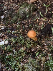 Chroogomphus tomentosus