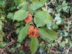 Paliurus spina-christi